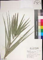 藏品(台灣海棗)的圖片