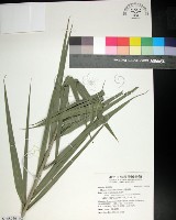 藏品(台灣海棗)的圖片