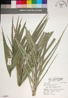 藏品(台灣海棗)的圖片