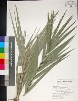 藏品(台灣海棗)的圖片