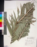 藏品(台灣海棗)的圖片