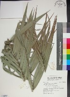 藏品(台灣海棗)的圖片