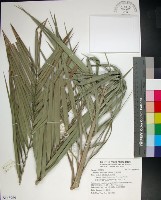 藏品(台灣海棗)的圖片