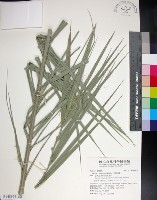 藏品(台灣海棗)的圖片