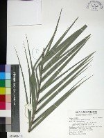 藏品(台灣海棗)的圖片