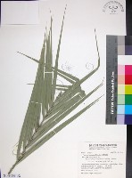 藏品(台灣海棗)的圖片