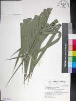 藏品(台灣海棗)的圖片