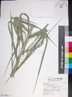 藏品(台灣海棗)的圖片