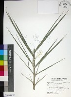 藏品(台灣海棗)的圖片