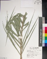 藏品(台灣海棗)的圖片