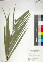 藏品(台灣海棗)的圖片