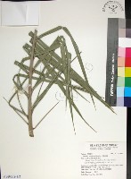 藏品(台灣海棗)的圖片