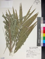 藏品(台灣海棗)的圖片