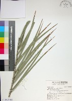 藏品(台灣海棗)的圖片