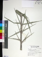 藏品(台灣海棗)的圖片