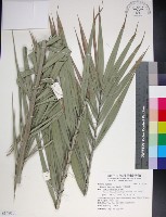 藏品(台灣海棗)的圖片