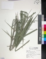 藏品(台灣海棗)的圖片