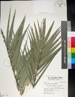 藏品(台灣海棗)的圖片