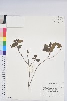 藏品(金毛杜鵑)的圖片