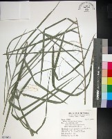 藏品(台灣海棗)的圖片