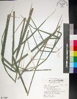 藏品(台灣海棗)的圖片