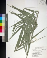 藏品(台灣海棗)的圖片