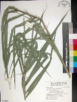 藏品(台灣海棗)的圖片