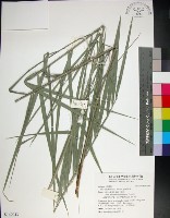 藏品(台灣海棗)的圖片