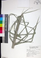 藏品(台灣海棗)的圖片