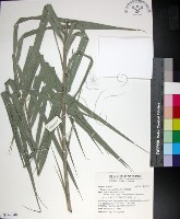 藏品(台灣海棗)的圖片