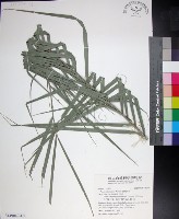 藏品(台灣海棗)的圖片