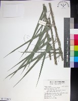藏品(台灣海棗)的圖片