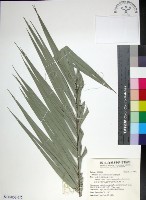 藏品(台灣海棗)的圖片