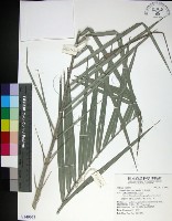 藏品(台灣海棗)的圖片