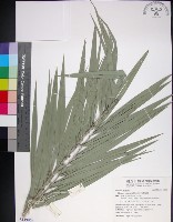 藏品(台灣海棗)的圖片