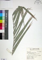 藏品(台灣海棗)的圖片