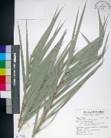 藏品(台灣海棗)的圖片