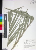 藏品(台灣海棗)的圖片