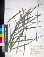 藏品(台灣海棗)的圖片