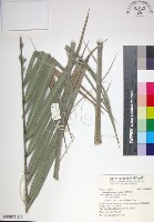 藏品(台灣海棗)的圖片