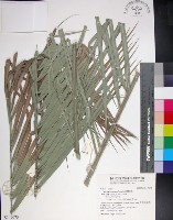 藏品(台灣海棗)的圖片