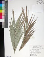 藏品(台灣海棗)的圖片