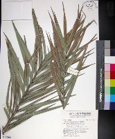 藏品(台灣海棗)的圖片