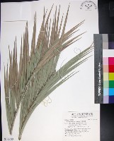 藏品(台灣海棗)的圖片