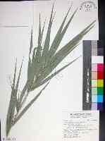 藏品(台灣海棗)的圖片