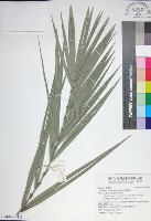 藏品(台灣海棗)的圖片