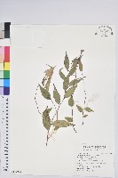 藏品(高山白珠樹)的圖片