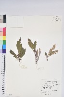 藏品(臺灣杜鵑)的圖片