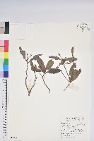 藏品(西施花、青紫木)的圖片