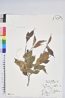 藏品(珍珠花、長尾葉越橘)的圖片